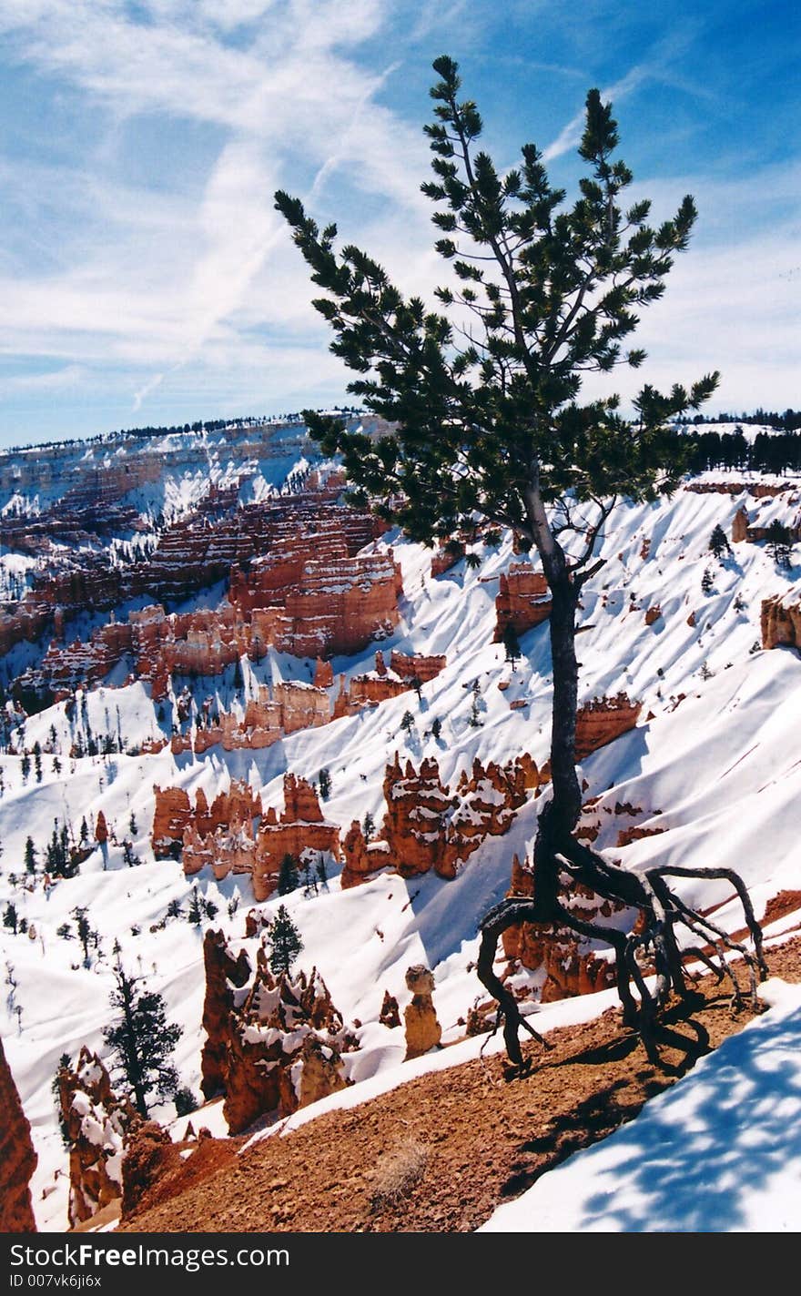 Lone Tree, Bryce Canyon, Utah