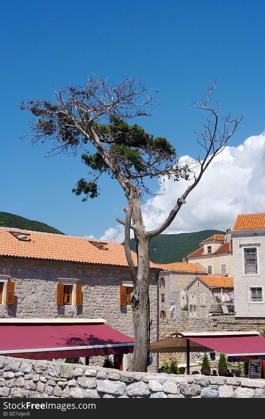 Old tree in old city of Budva, Montenegro