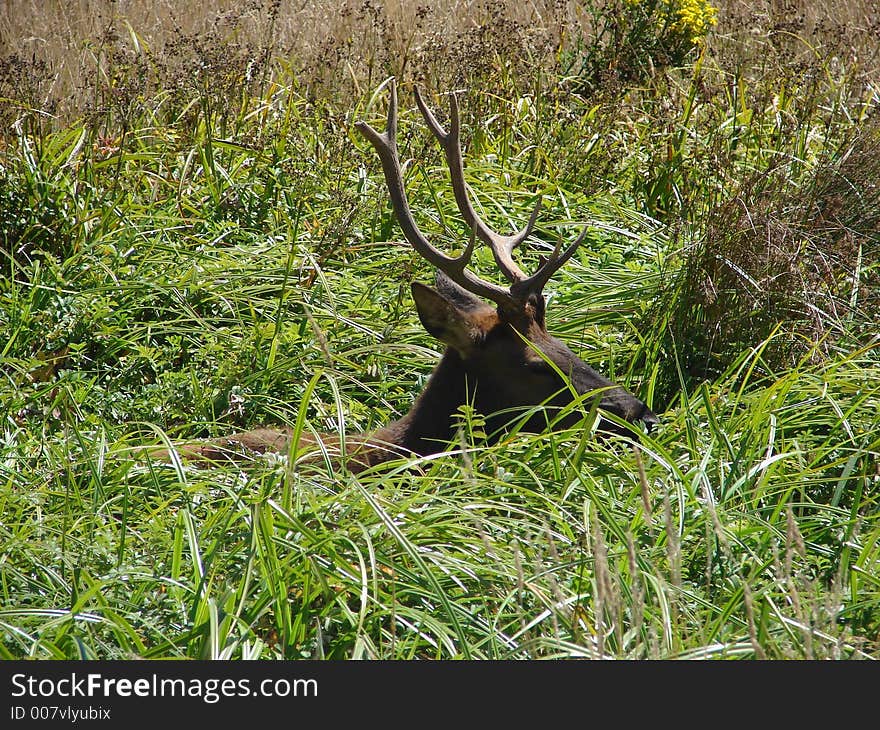 Elk hidden in long grasses. Elk hidden in long grasses