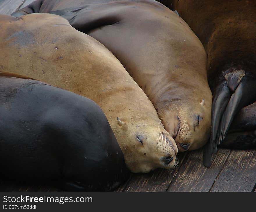 Sleeping Sea Lions