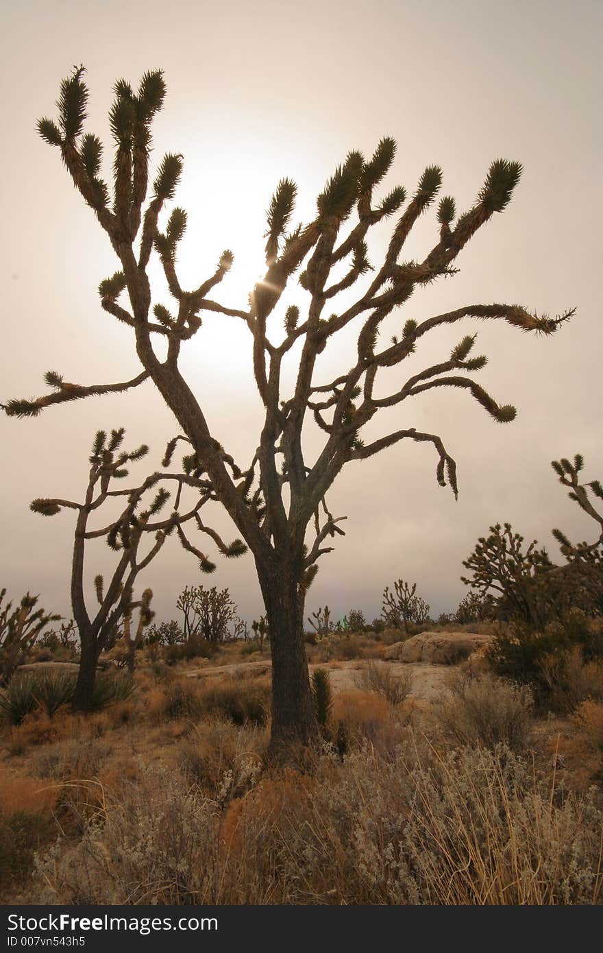 Sunlit Joshua Tree