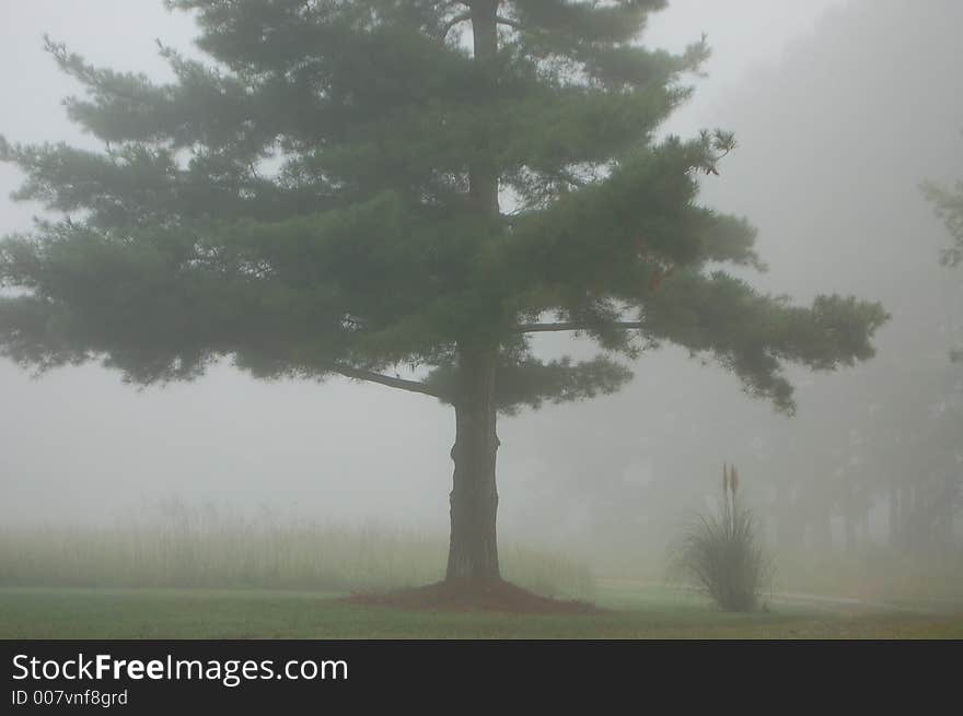 Front Yard Fog