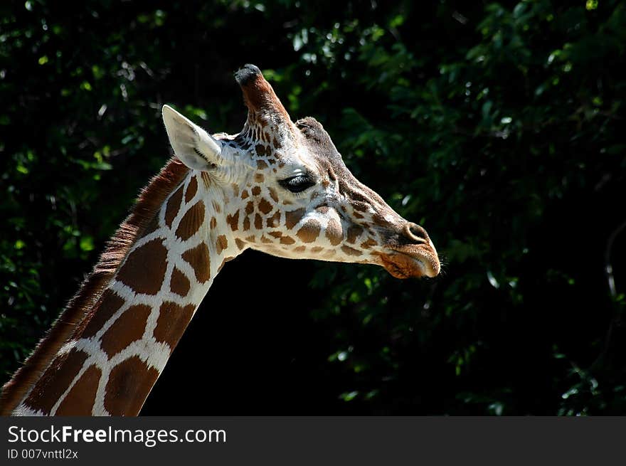 Close-up of giraffe head