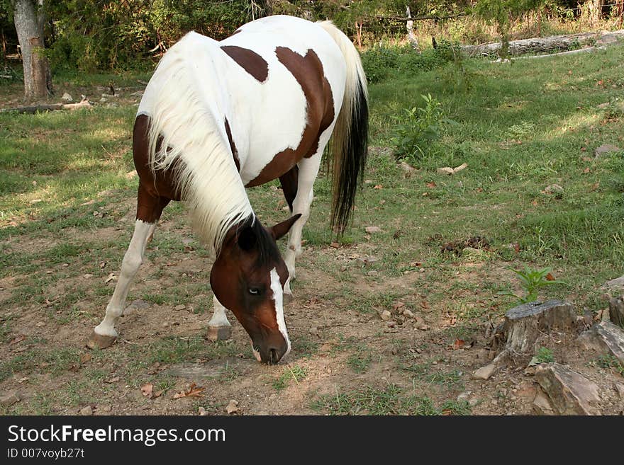Pinto Arabian mare grazing in pasture. Pinto Arabian mare grazing in pasture