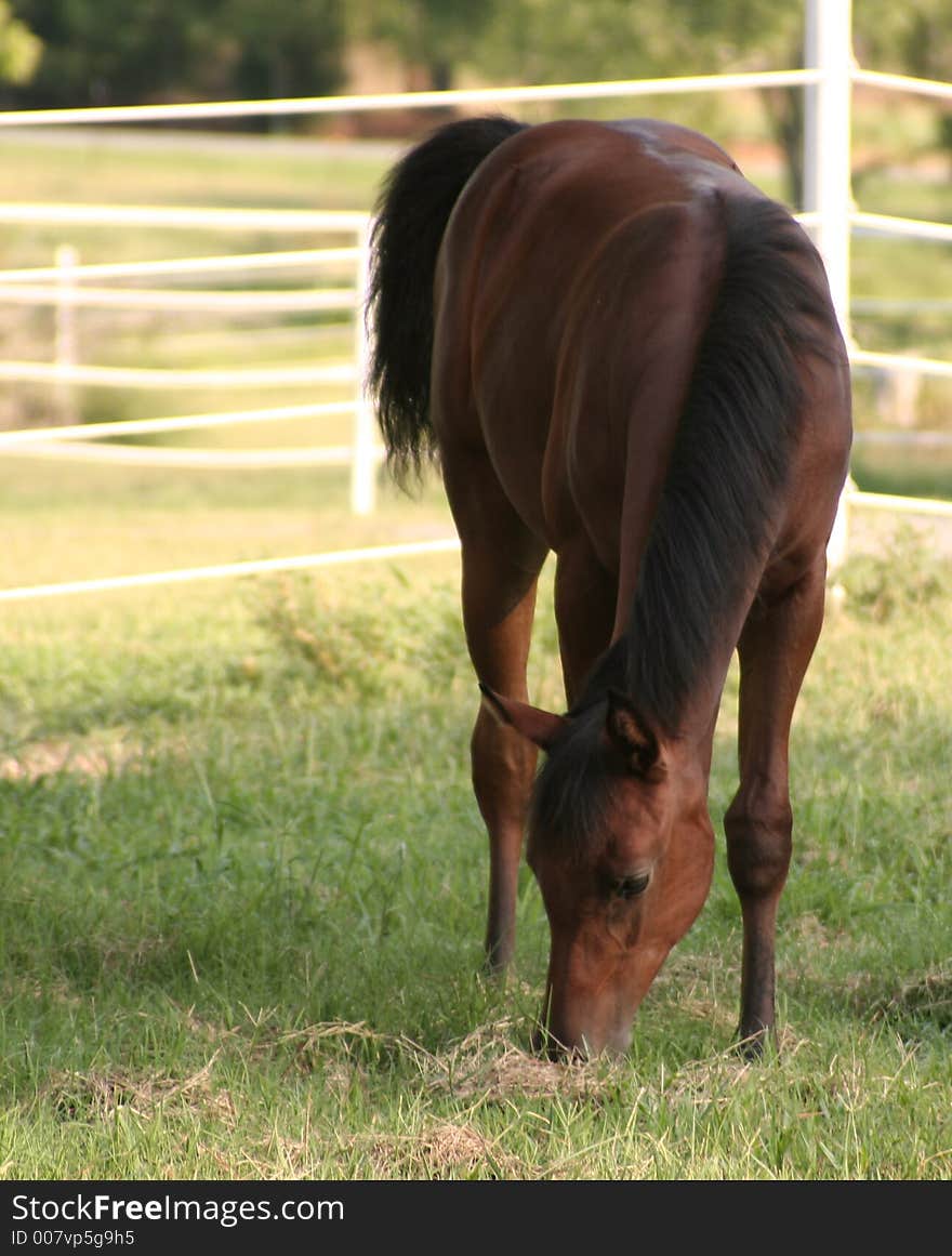 A young arabian filly grazing in pasture. A young arabian filly grazing in pasture