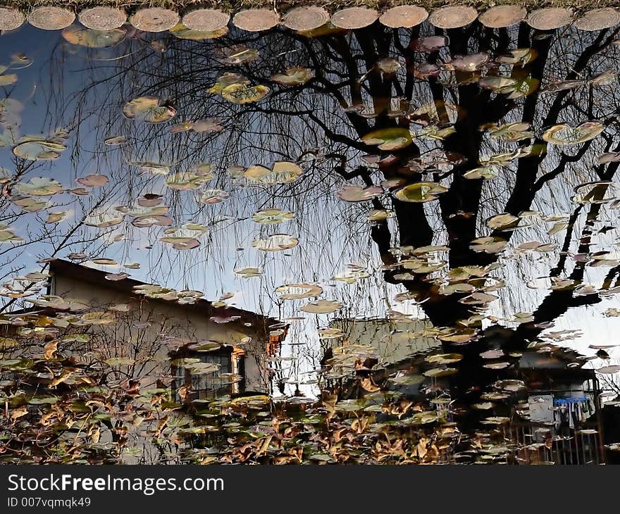 reflection in countryside pond, village house and autumnal tree, Japan. reflection in countryside pond, village house and autumnal tree, Japan