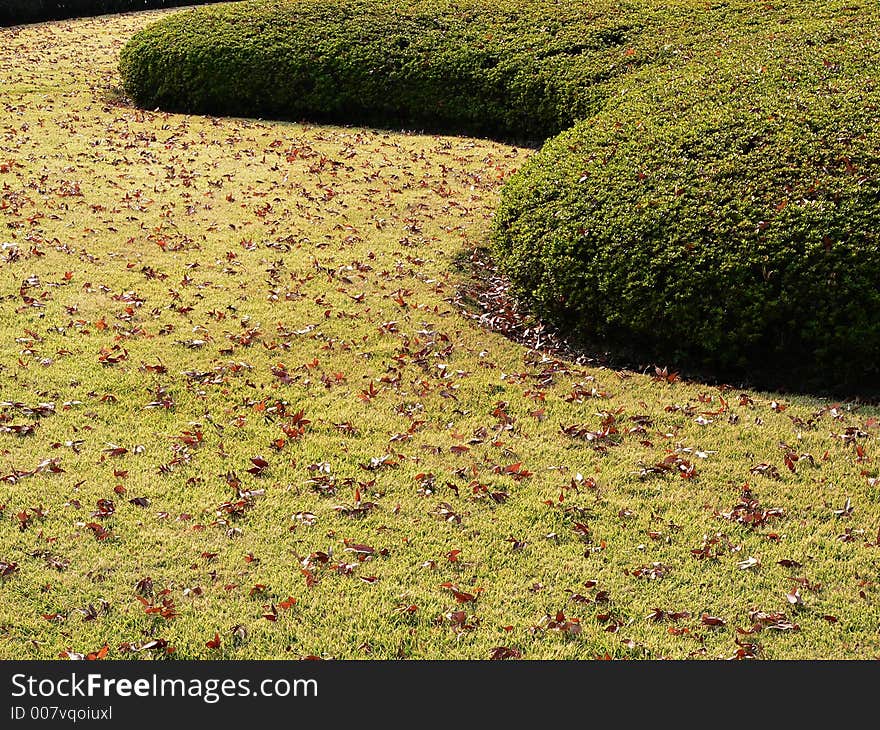 autumnal park lane in japanese park, with fallen leaves and well-cut bushes