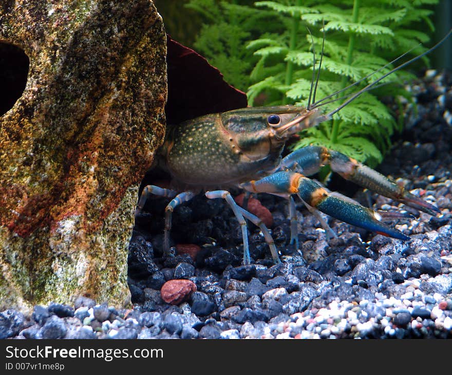 Blue Crayfish