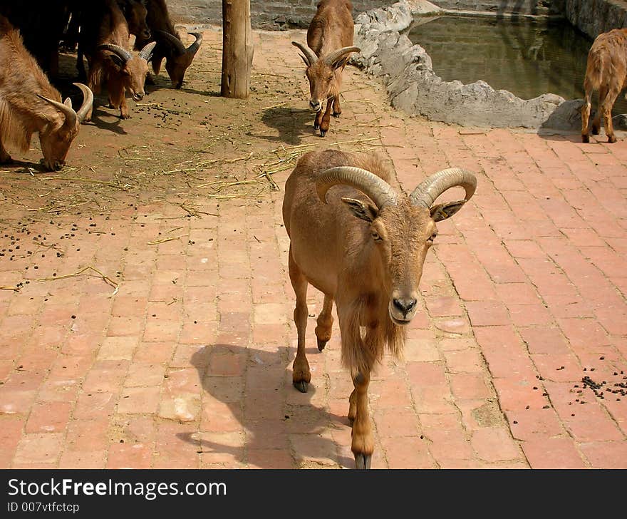 Brown goats in zoo, brown background