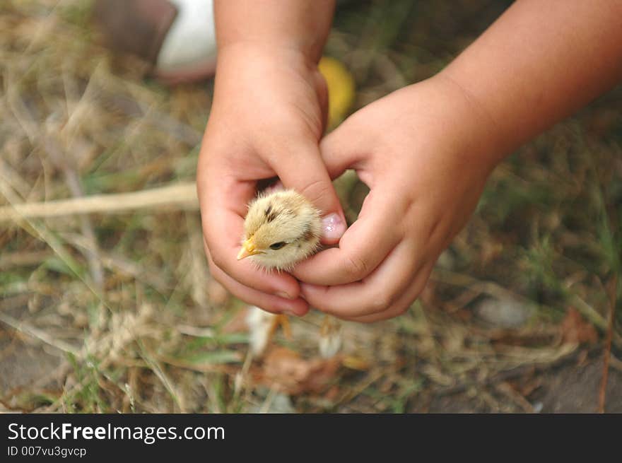 Chicken in hands