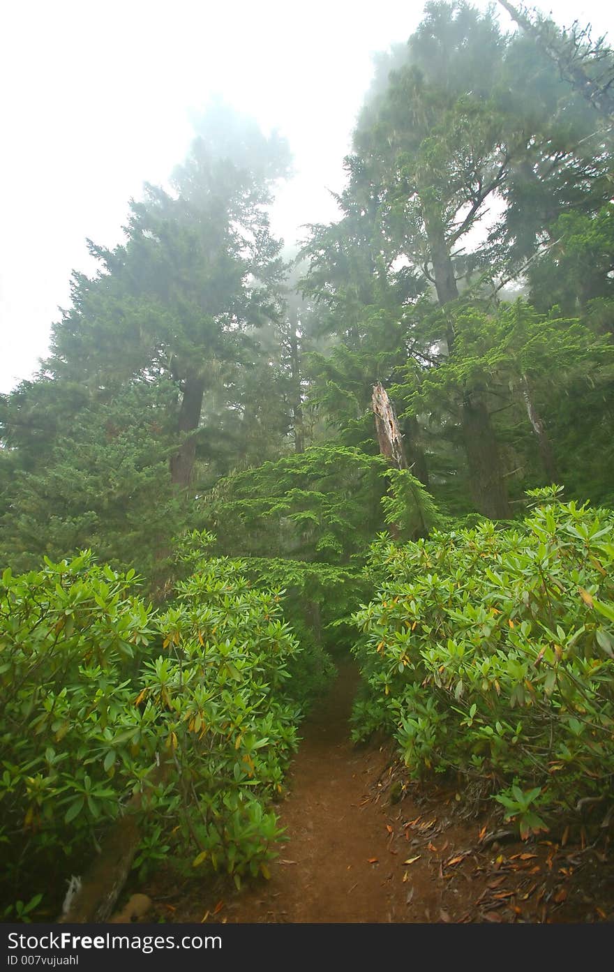 Pacific Northwest Rainforest