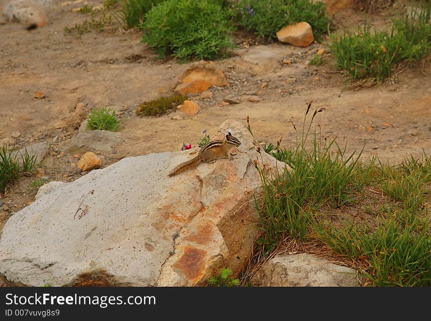 Chipmunk in Mt Rainier National Park, Washington State