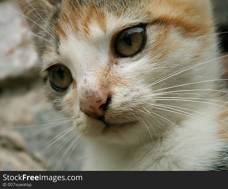 Young cat - detail of head