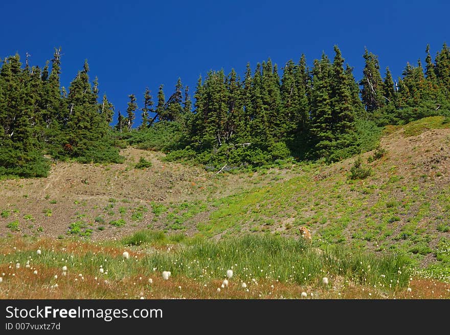 Marmot in a mountain meadow