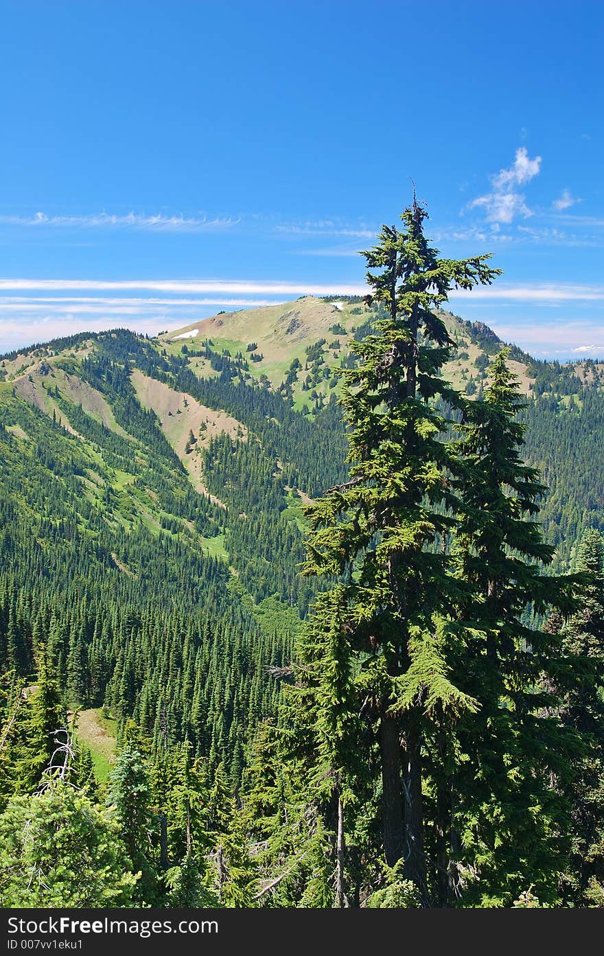 Tree inthe olympic mountains of Washington State. Tree inthe olympic mountains of Washington State