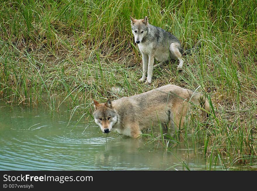 A pair of Rocky Mountain Grey Wolves (canis lupus) getting a drink of water