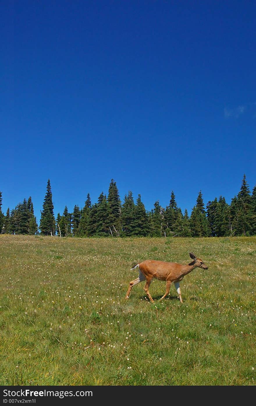 Deer in a meadow