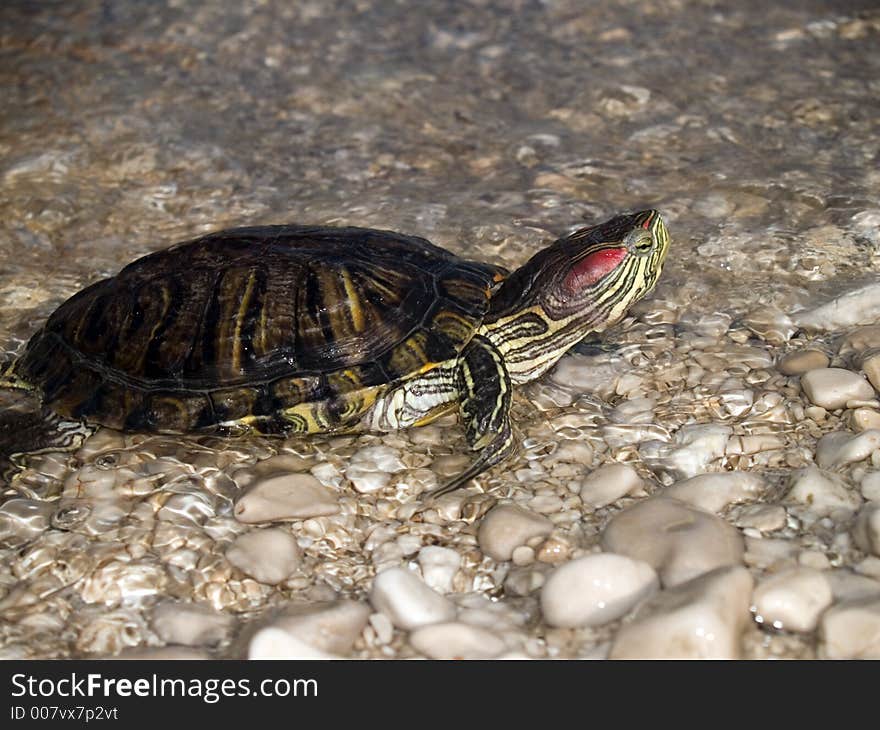 Turtle at the bank going out from the sea