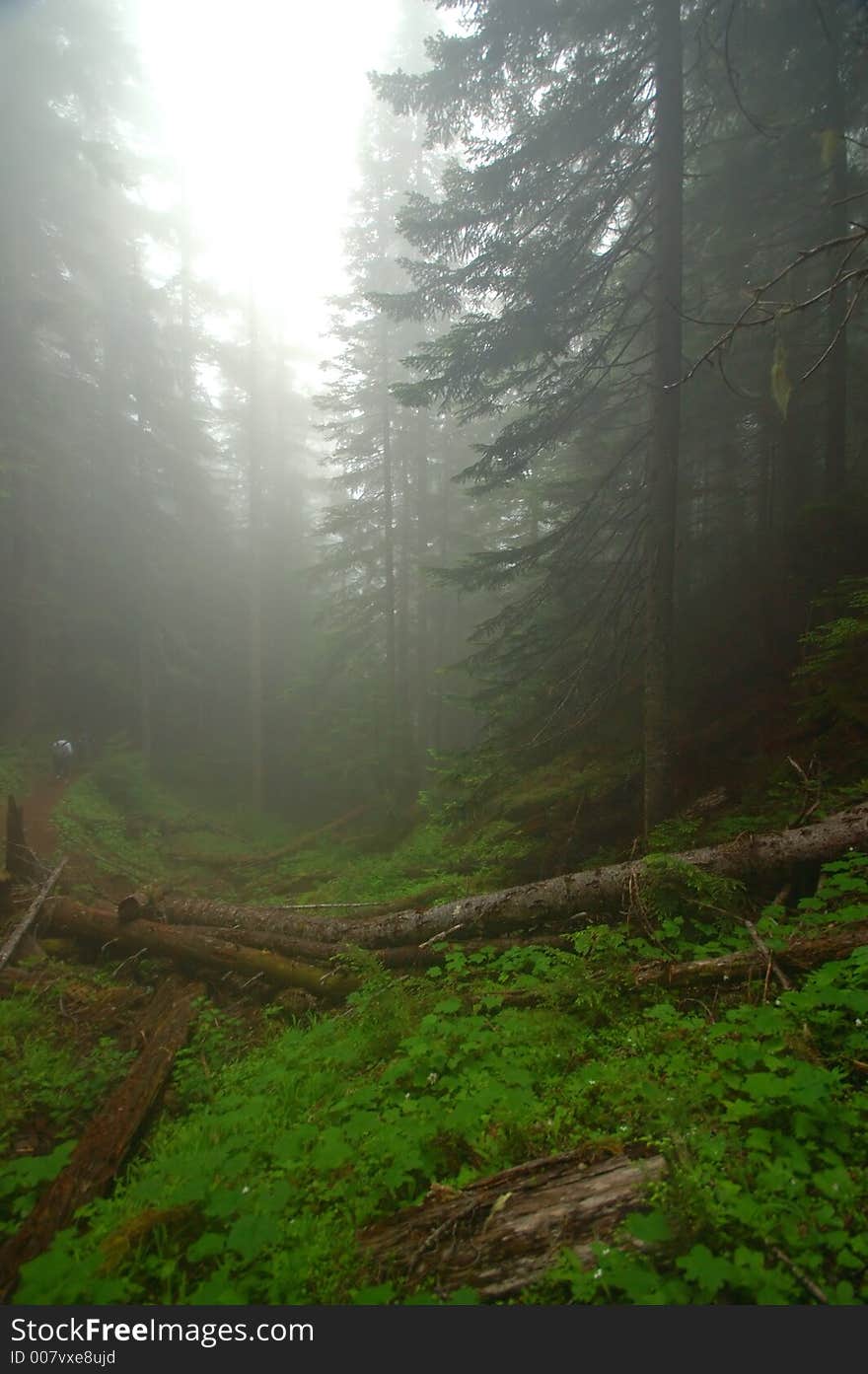 One of the few surviving temperate rainforests in the world can be found on Washington State's Olympic Peninsula. One of the few surviving temperate rainforests in the world can be found on Washington State's Olympic Peninsula