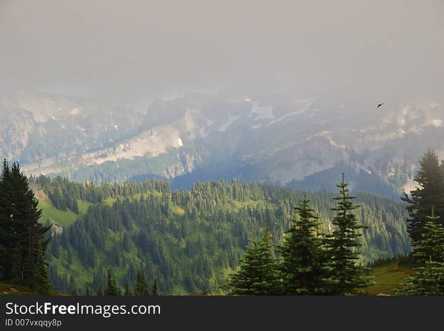 Scenic landscape with hawk flying in mount rainier national park. Scenic landscape with hawk flying in mount rainier national park