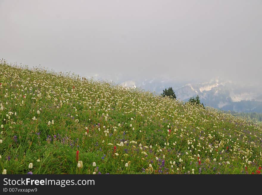 Flowery mountain meadow