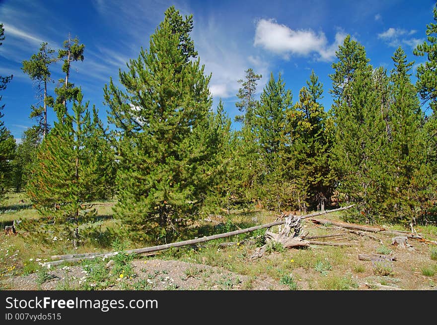 Mountain forest near Yellowstone park. Mountain forest near Yellowstone park