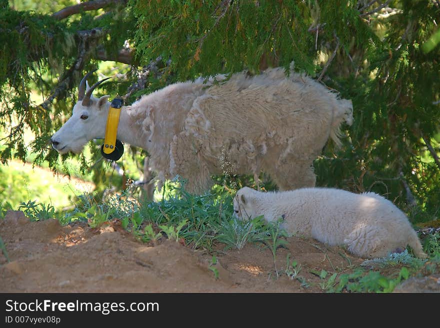 Mountain goats