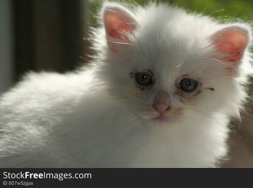 A white cute baby kitten. A white cute baby kitten