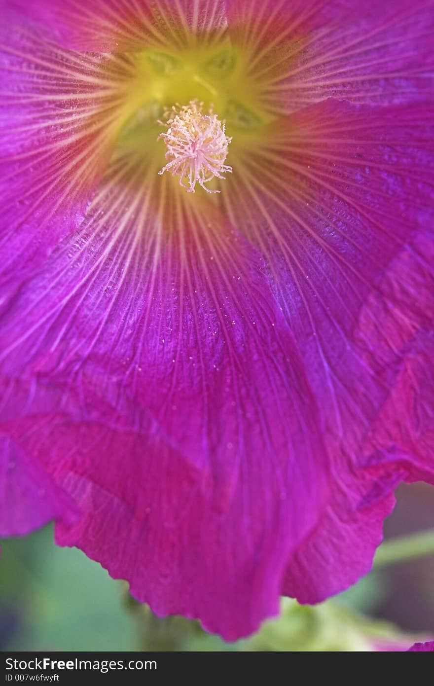 Pink hollyhock