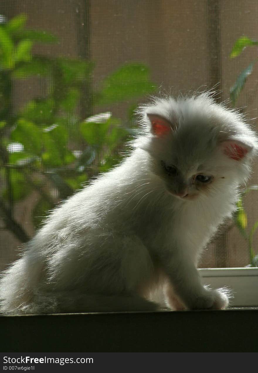 A white cute baby kitten. A white cute baby kitten