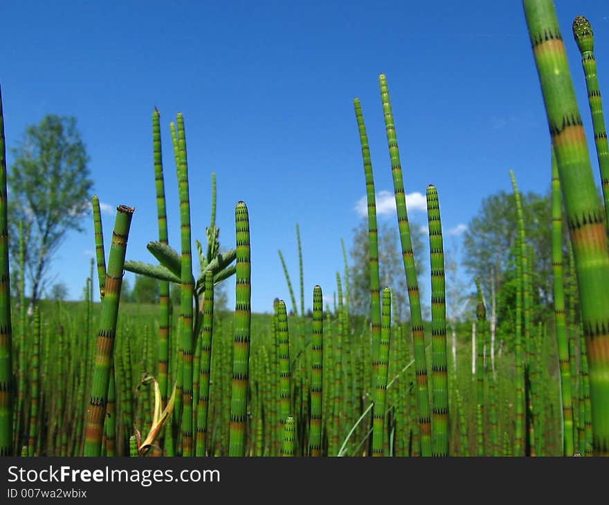 Water horsetail (Equisetum fluviatile) in spring