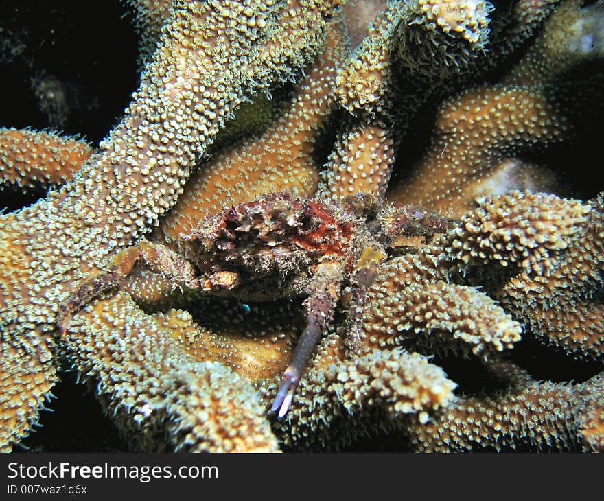 Living among hard corals for protection. Living among hard corals for protection