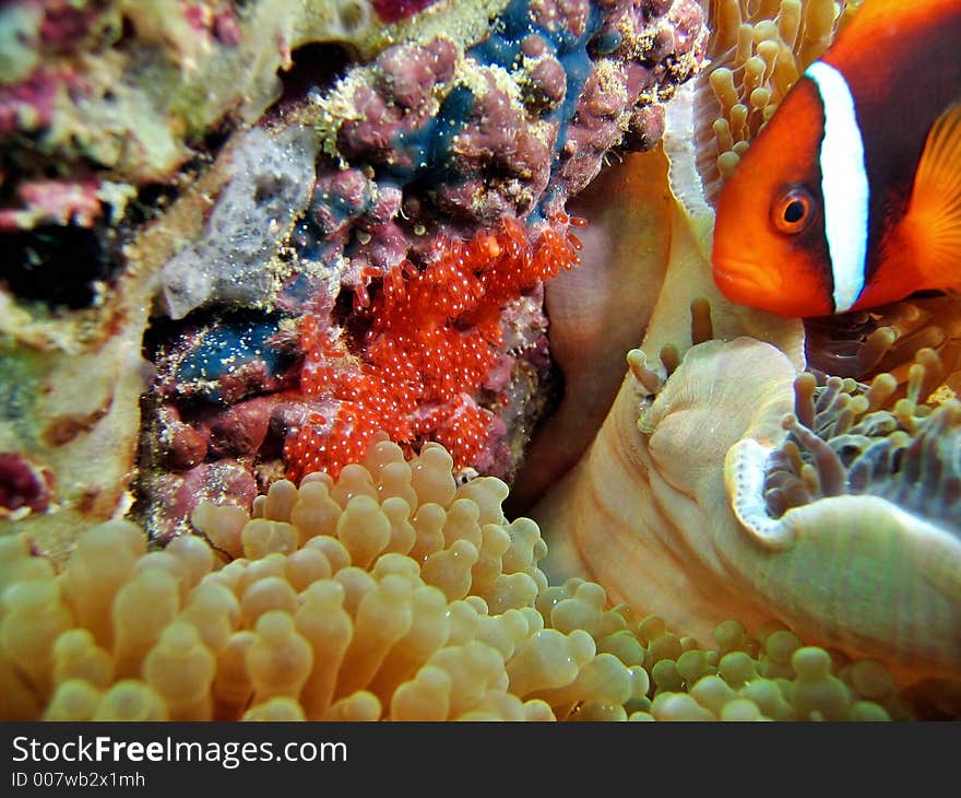 Clownfish Nest