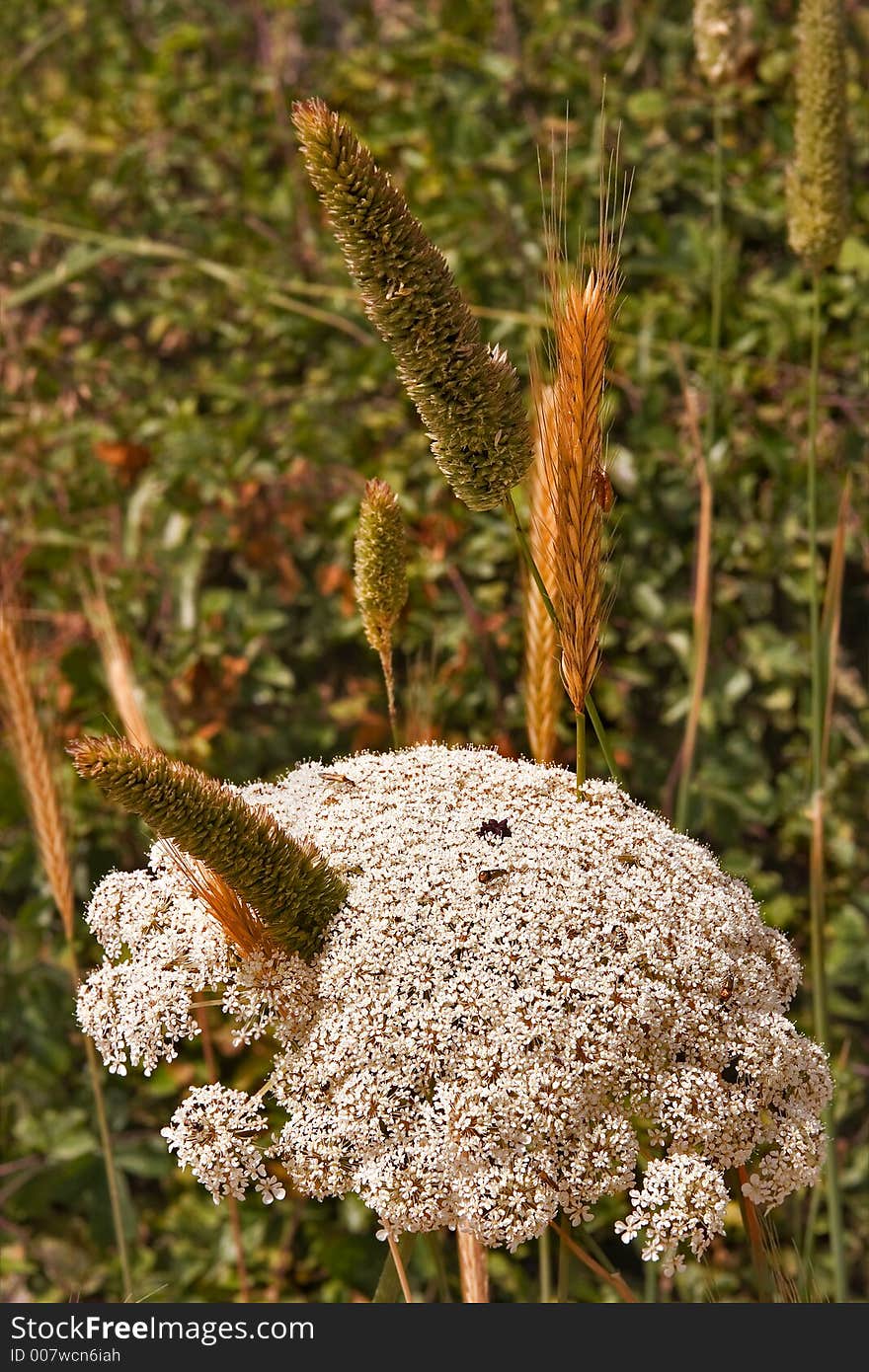 Sanny day. Field grass flower