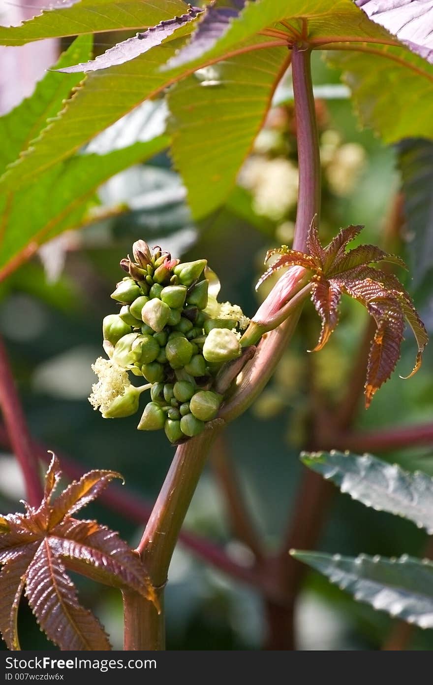 Branch of a southern plant with fruit and leaves. Branch of a southern plant with fruit and leaves