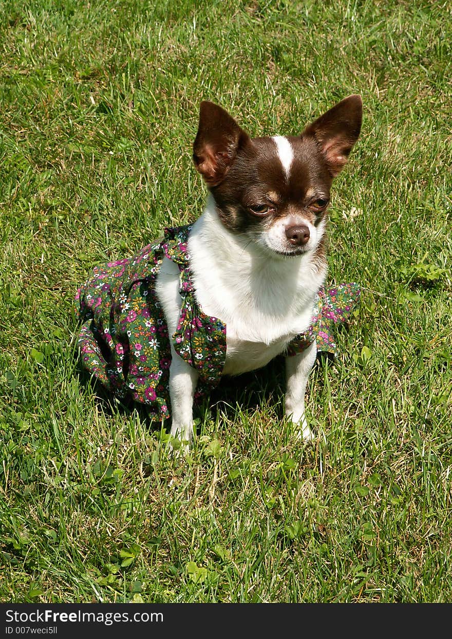 Small chihuahua in newborn clothes. Small chihuahua in newborn clothes