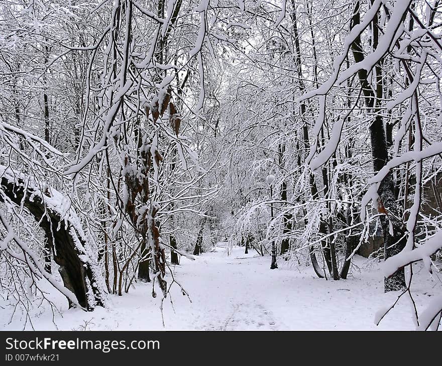 Snowy winter landscape