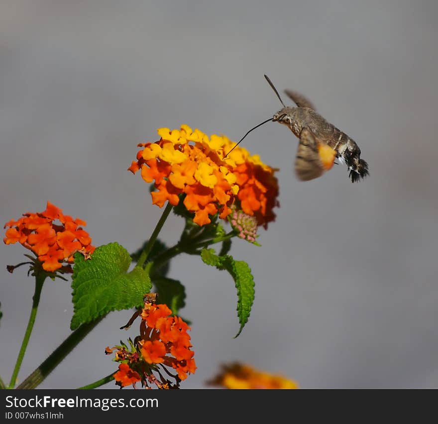 Moth eats nectar from the flowers