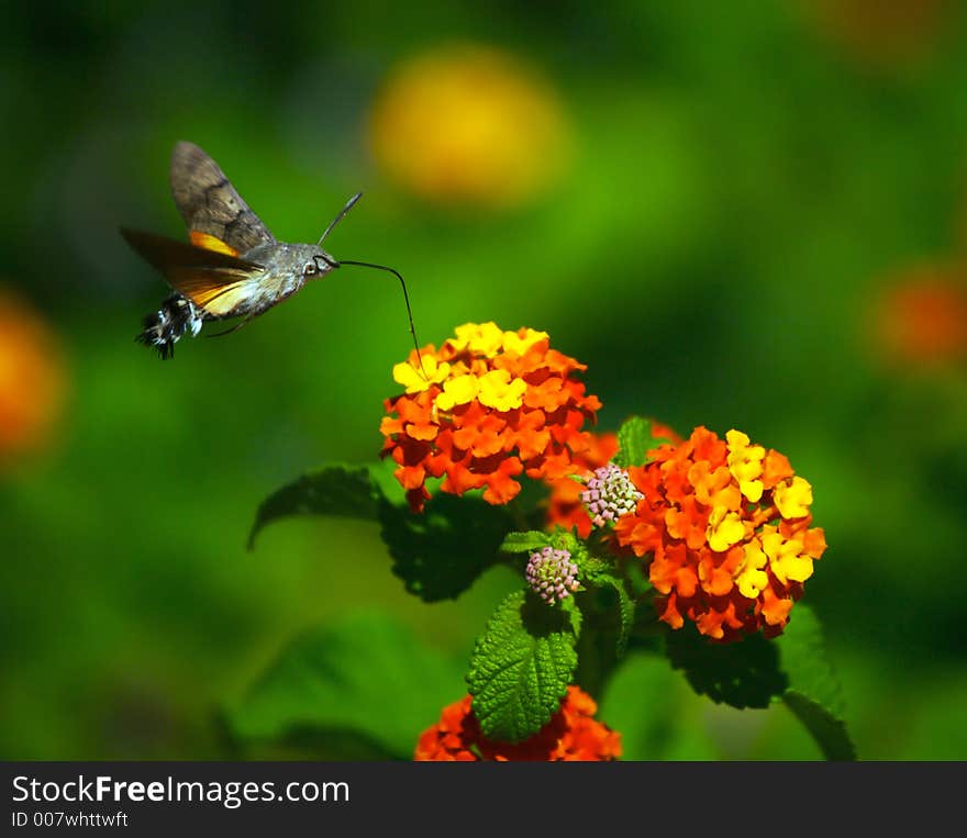 Moth eats nectar from the flowers