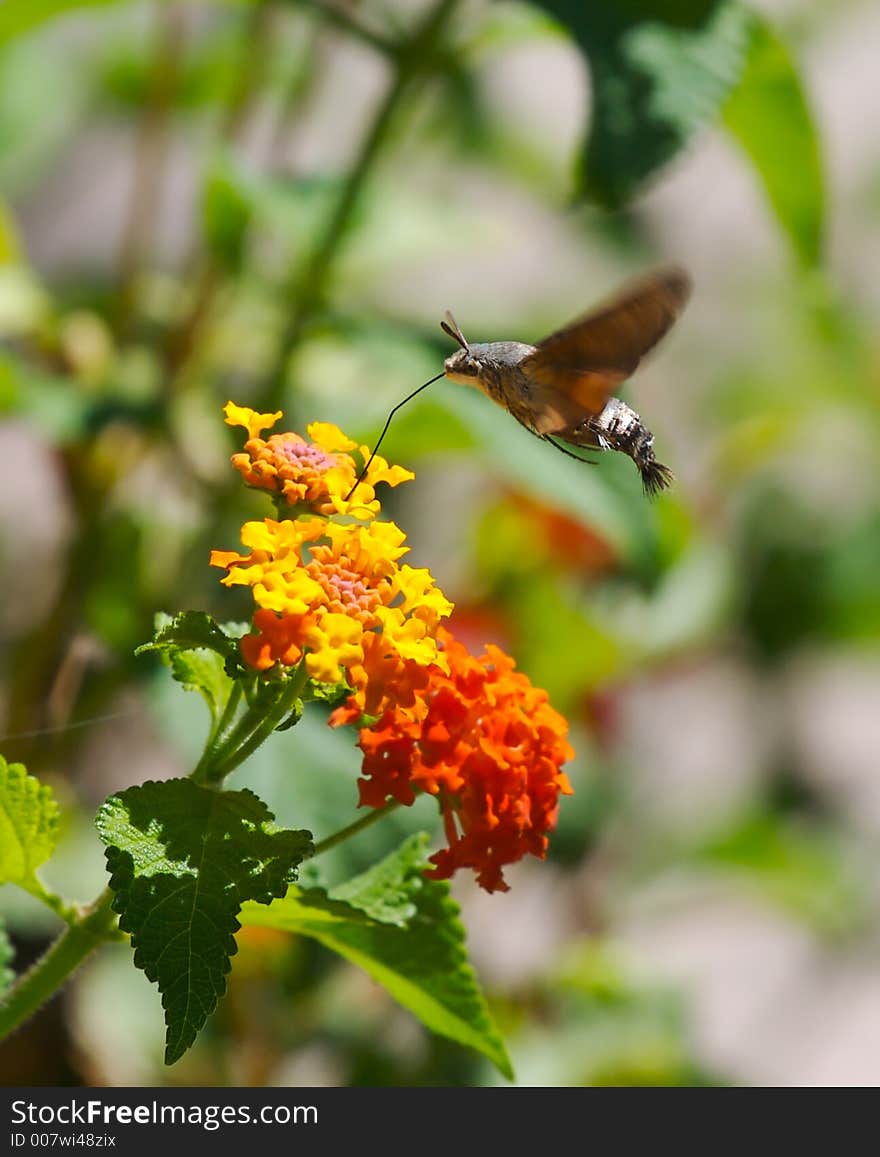 Moth eats nectar from the flowers