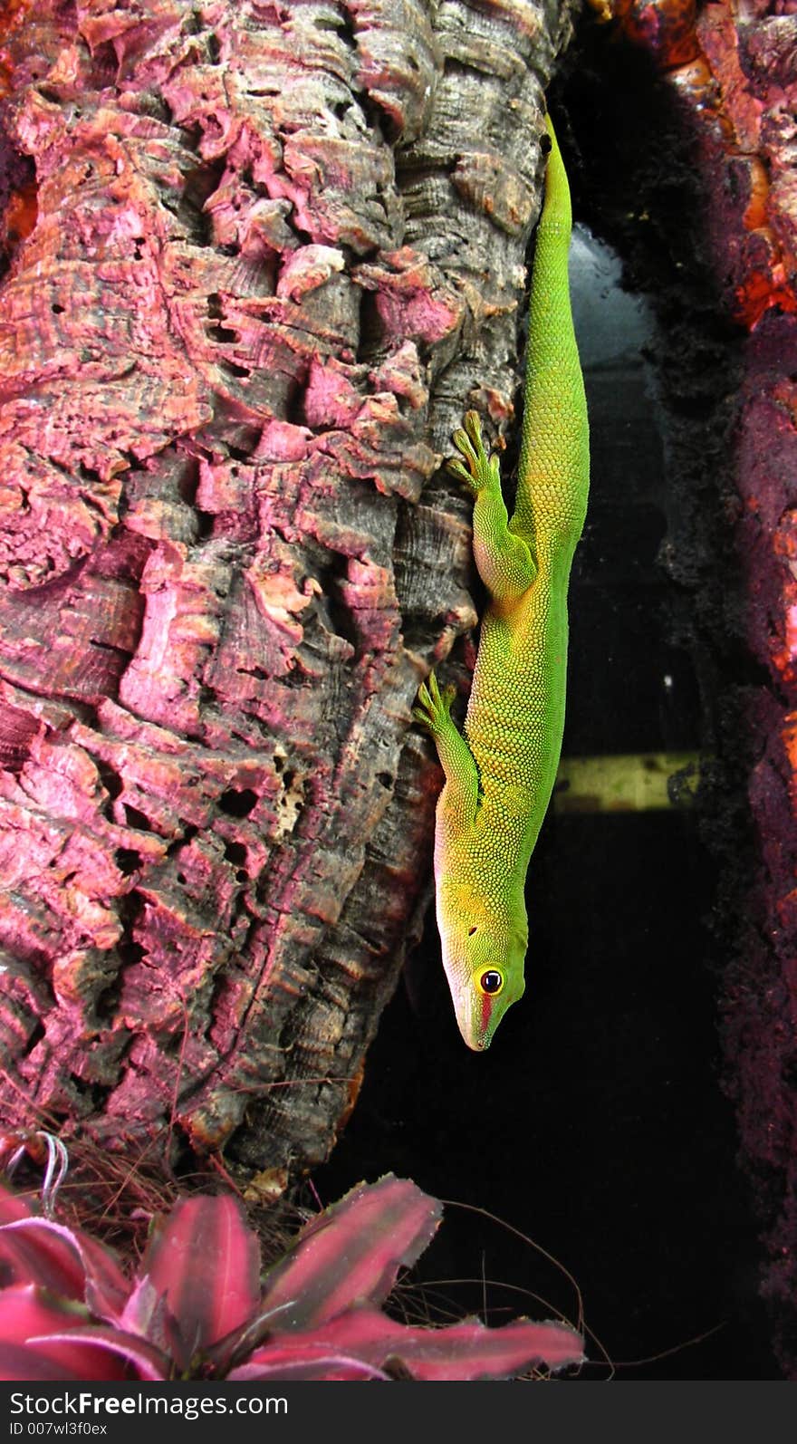 A gecko in a zoo in italy