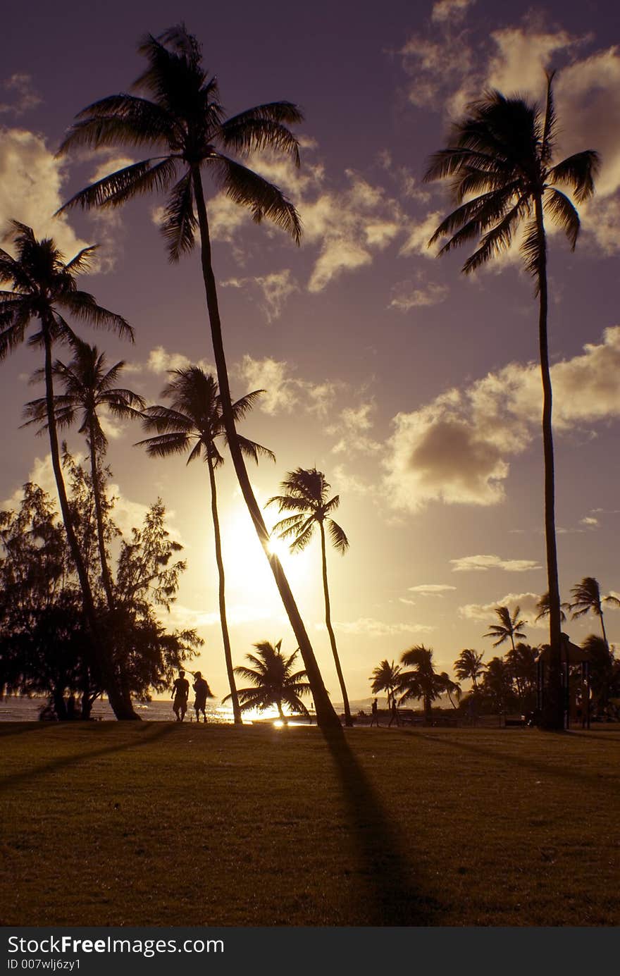 Hawaii. Palm Trees on the beach. Hawaii. Palm Trees on the beach