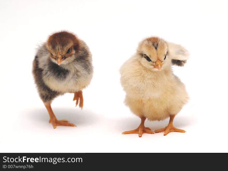 Two newly born chicken in different color in a white background .