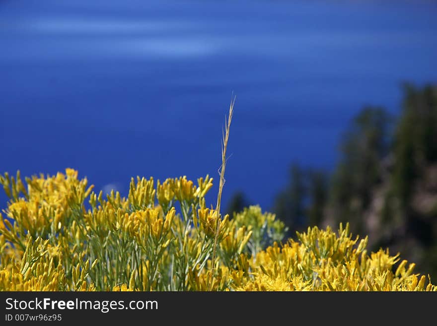 Blue sky, blue lake, and yellow flowers at Crater Lake National Park. Blue sky, blue lake, and yellow flowers at Crater Lake National Park