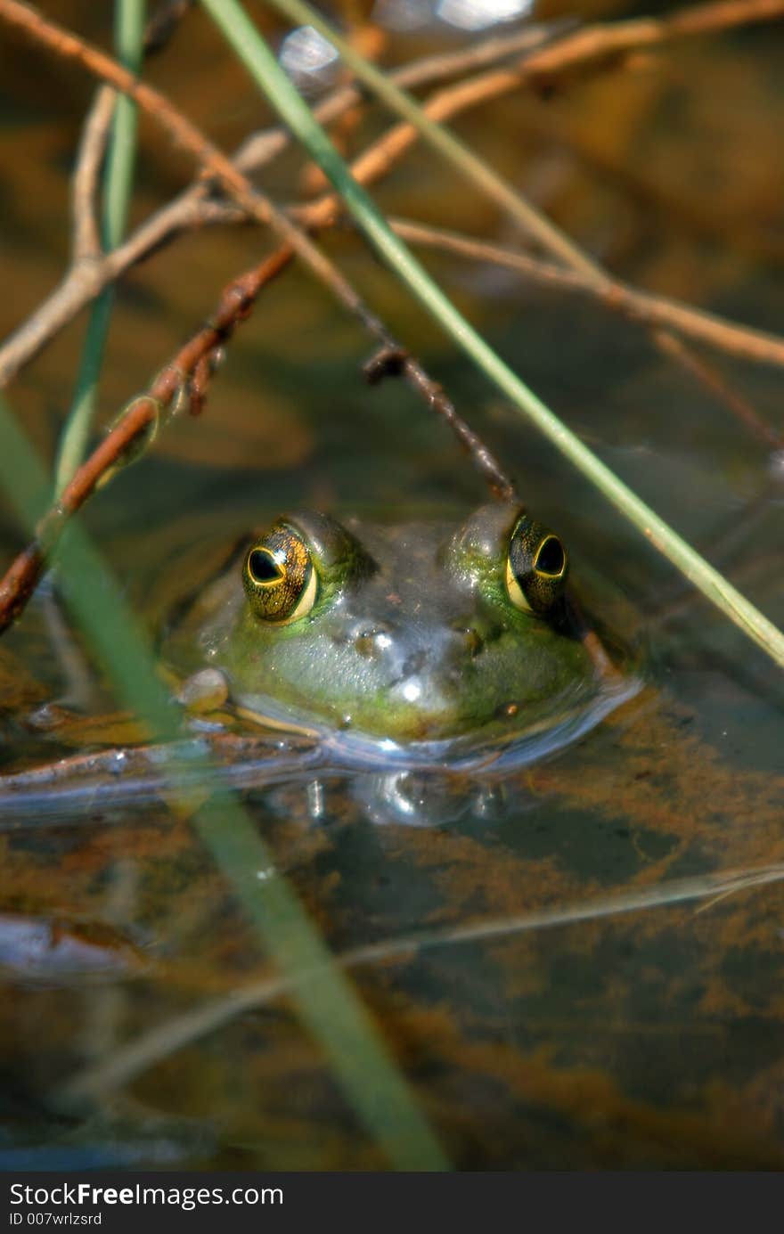 Frog in Pond