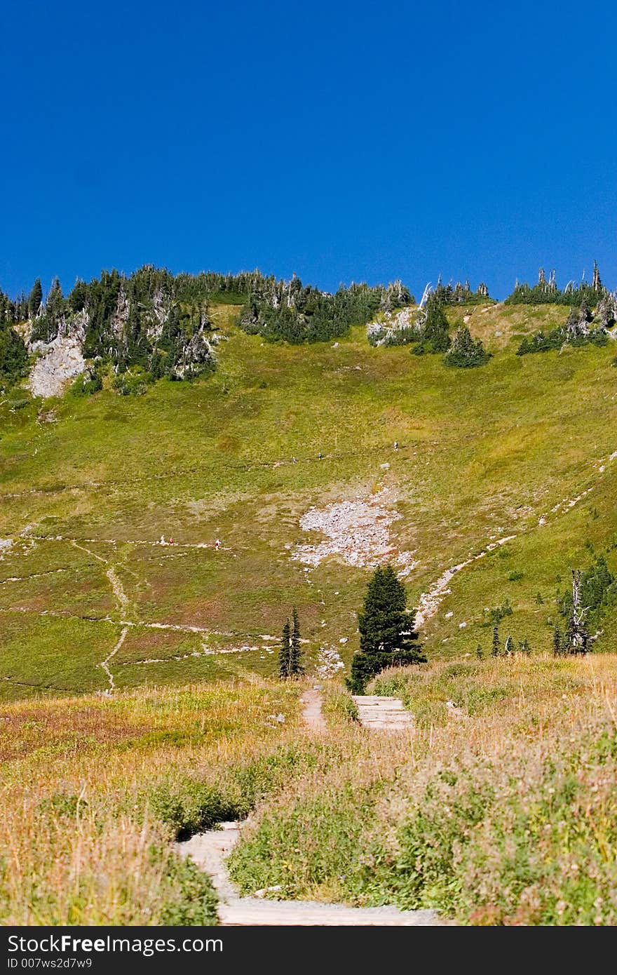 Hiking trail in Mt. Rainier National Park. Trees and grass