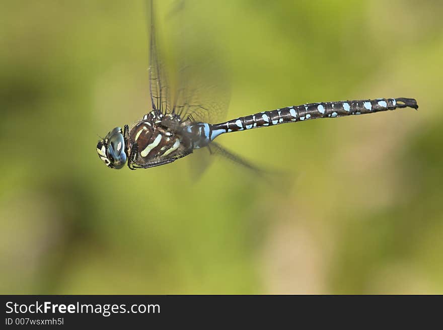 Dragonfly in midair near Seattle. Dragonfly in midair near Seattle