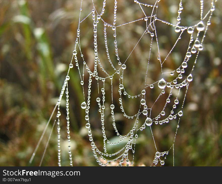 Nice Spiderweb