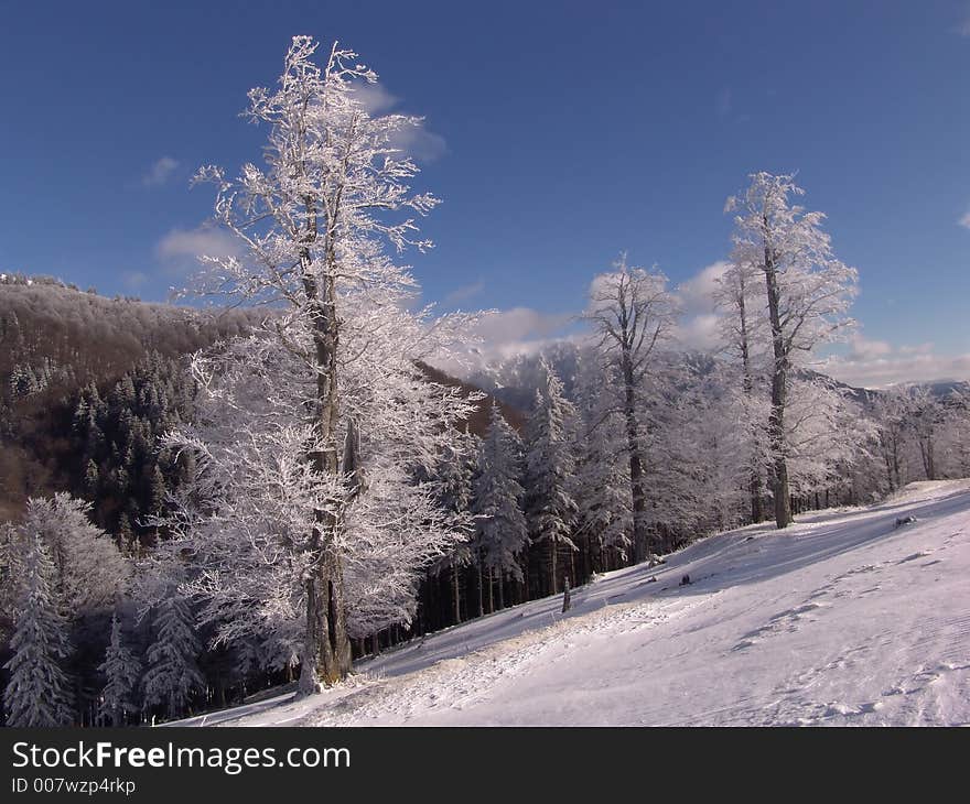 Winter in Ciucas Mountains: snow, tree, sky