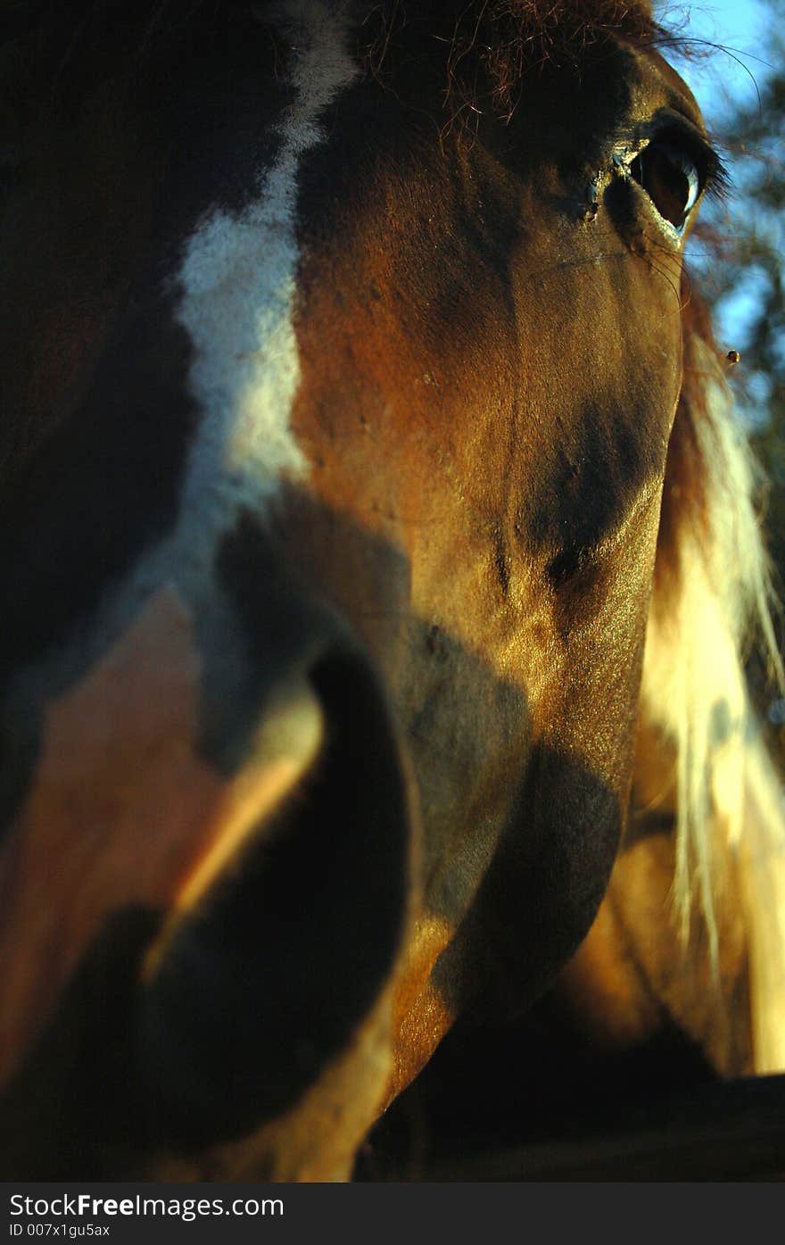 A horse pictured from the front at the zoo. A horse pictured from the front at the zoo.